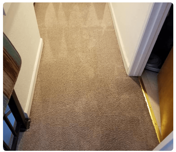  Carpet Cleaning Services Inglewood